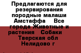 Предлагаются для резервирования породные малаши Амстаффа  - Все города Животные и растения » Собаки   . Тверская обл.,Нелидово г.